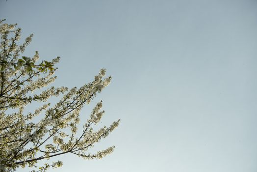 the foliage of trees in a clear sky at springtime