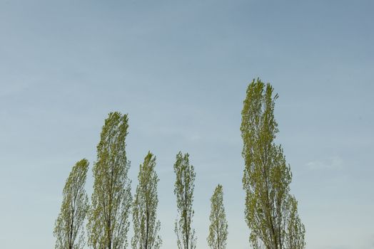 the foliage of trees in a clear sky at springtime