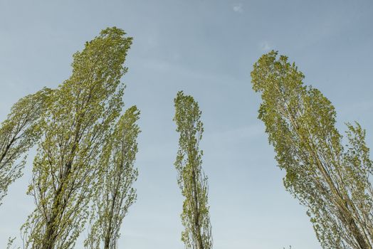 the foliage of trees in a clear sky at springtime