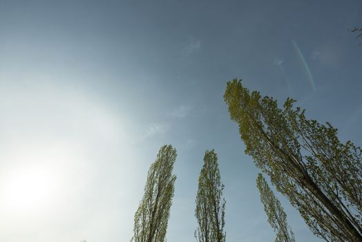 the foliage of trees in a clear sky at springtime