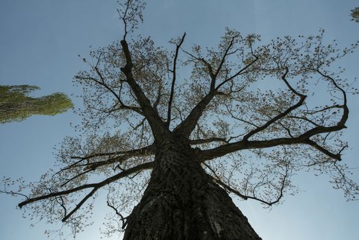 the foliage of trees in a clear sky at springtime