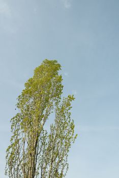 the foliage of trees in a clear sky at springtime
