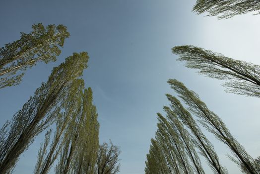 the foliage of trees in a clear sky at springtime