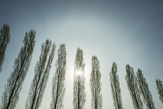 the foliage of trees in a clear sky at springtime