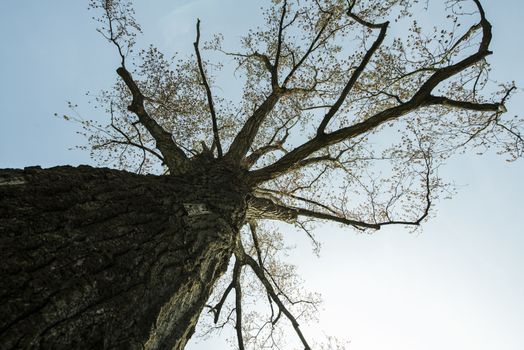 the foliage of trees in a clear sky at springtime