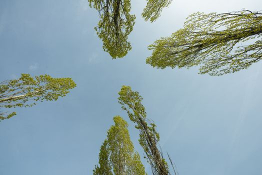 the foliage of the trees seen from below at springtime