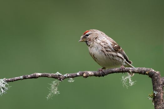 A close portrait of a lesser redpoll perched on a branch and looking left