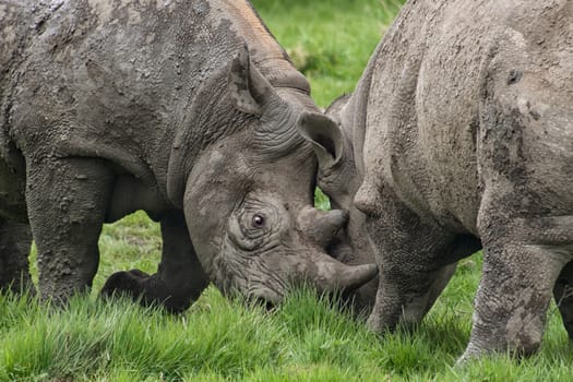 A close up photograph showing the heads of two rhinoceros fighting
