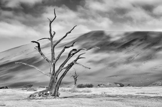 A lonely tree skeleton at Deadvlei near Sossusvlei, Namibia. Monochrome