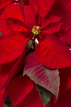 Close up of the beautiful poinsettia (Euphorbia pulcherrima) flower.
