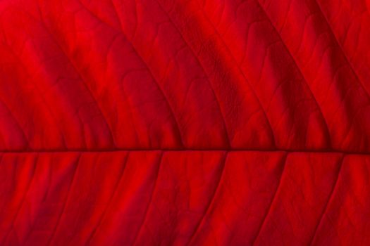 Close up macro of a red poinsettia leaf.