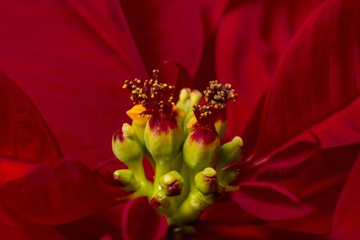 Close up of the beautiful poinsettia (Euphorbia pulcherrima) flower.