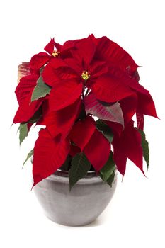 Beautiful poinsettia (Euphorbia pulcherrima) flower isolated on a white background.
