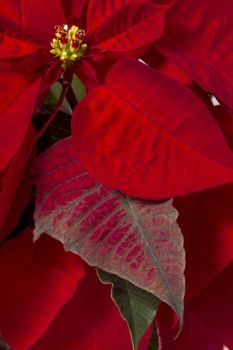 Close up of the beautiful poinsettia (Euphorbia pulcherrima) flower.