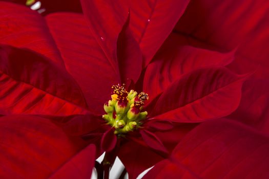 Close up of the beautiful poinsettia (Euphorbia pulcherrima) flower.
