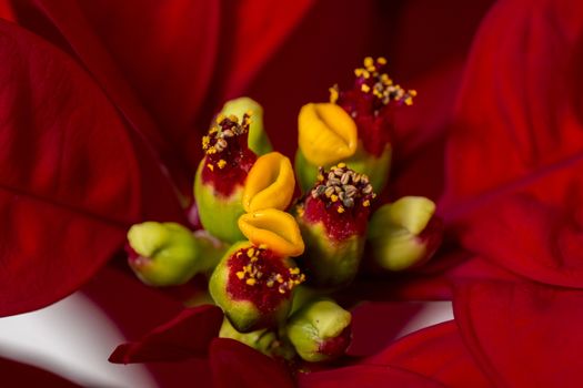 Close up of the beautiful poinsettia (Euphorbia pulcherrima) flower.
