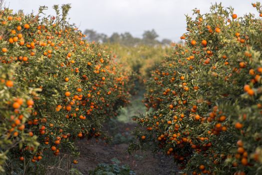 Row of Orange tree orchards filled with fruit in the Algarve, Portugal.