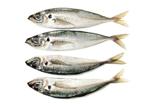 Raw short mackerel fish isolated on a white background.