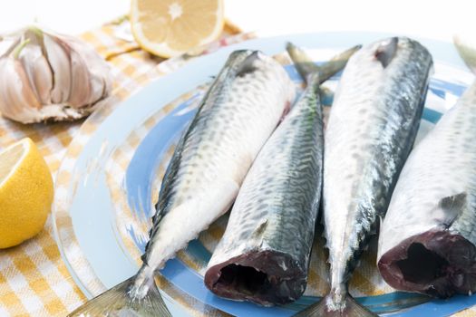 Raw mackerel fish on a plate.