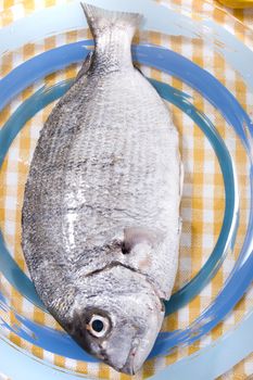 Gilt-head bream fish on a plate.