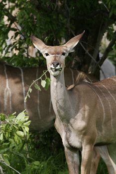 Wild Antelope mammal in African Botswana savannah