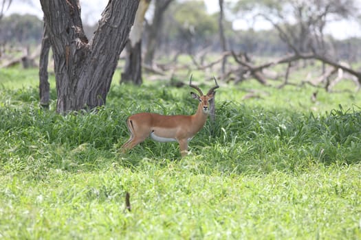 Wild Antelope mammal in African Botswana savannah