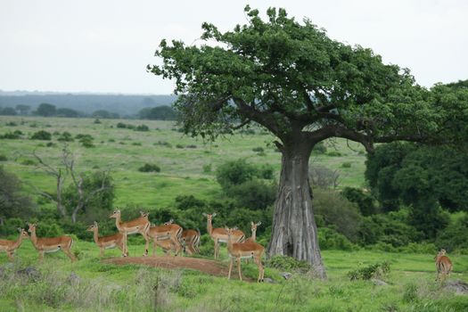 Wild Antelope mammal in African Botswana savannah