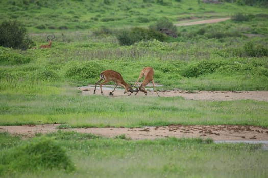 Wild Antelope mammal in African Botswana savannah