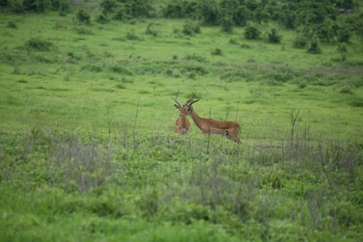 Wild Antelope mammal in African Botswana savannah