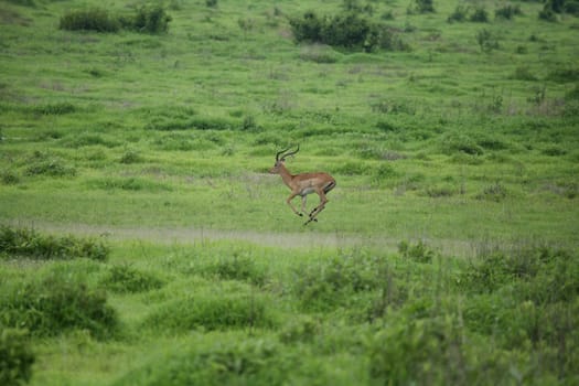 Wild Antelope mammal in African Botswana savannah