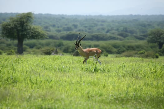 Wild Antelope mammal in African Botswana savannah