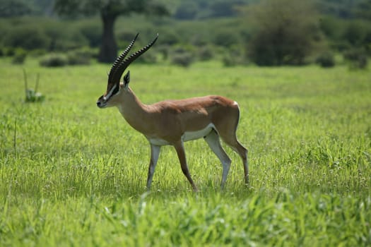 Wild Antelope mammal in African Botswana savannah