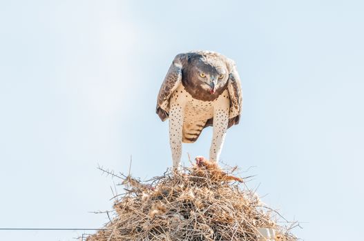 A martial eagle, Polemaetus bellicosus, eating prey on top of a communal bird nest, built on top a a telecommunications pole near Groblershoop in the Northern Cape Province