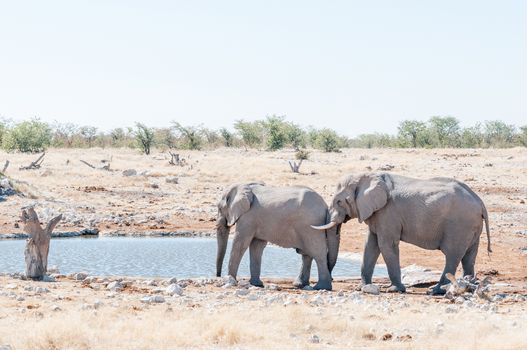 Elephant behavior - an African elephant, Loxodonta africana, pushing with its trunk against another elephant at a waterhole in Northern Namibia