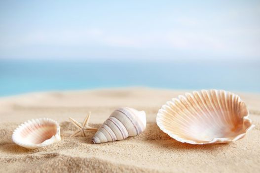 Sandy beach with sea shells and blue sky background