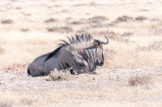 A blue wildebeest, Connochaetes taurinus, also called a white-bearded wildebeest or brindled gnu lying in grass