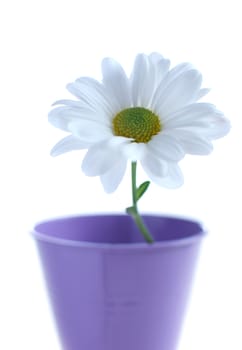 White daisy closeup in a pot over a white background 