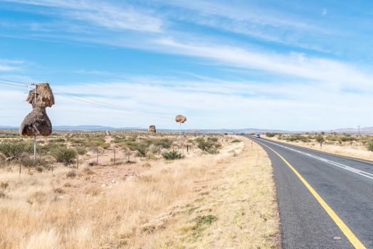 Communal bird nests, built on top of telecommunication poles next to the N8-road near Groblershoop in the Northern Cape Province