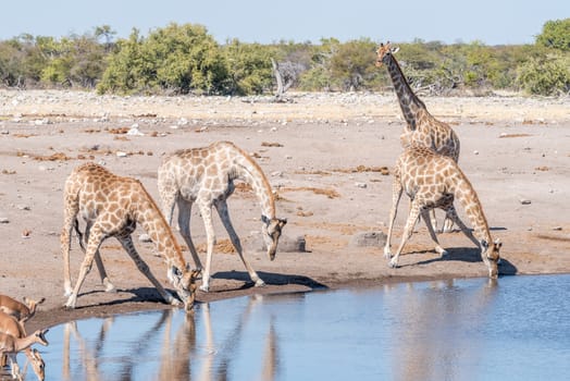 Namibian giraffes, giraffa camelopardalis angolensis, drinking water at a waterhole in Northern Namibia