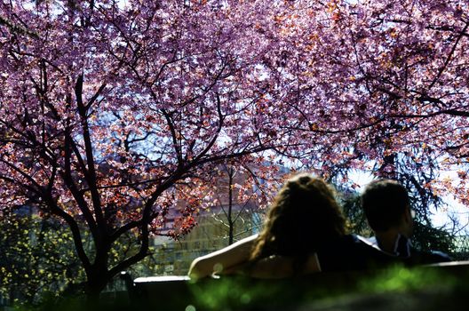 View on colorful cherry tree with lot of flowers in spring on a sunny day