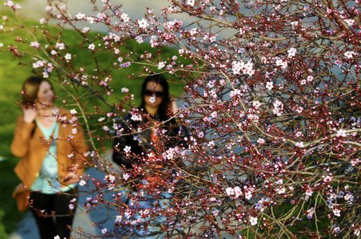 View on colorful cherry tree with lot of flowers in spring on a sunny day
