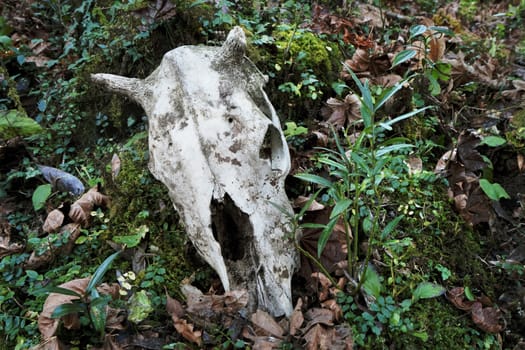 dead cow's skull in the grass