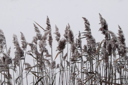 Winter. Cane on white background covered with fluffy snow