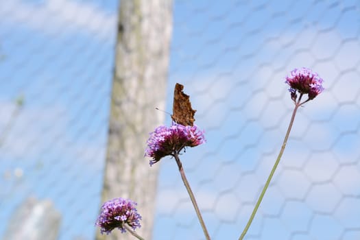 Comma butterfly stands with closed wings on a long-stemmed verbena flower against blue sky