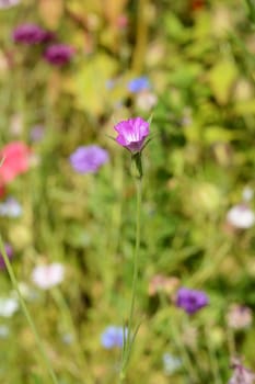 Pretty pink corn cockle wild flower opens against a blurred background of colourful flowers and foliage