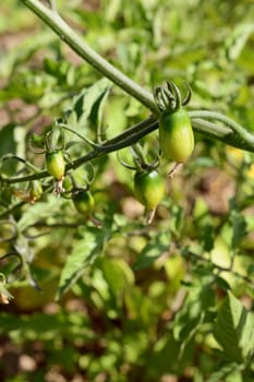 Cherry tomatoes growing on the vine. Dried petals of the tomato flower still hang on the end of the fruit.