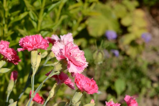 Mixed bright pink carnations with copy space over defocused flower bed beyond