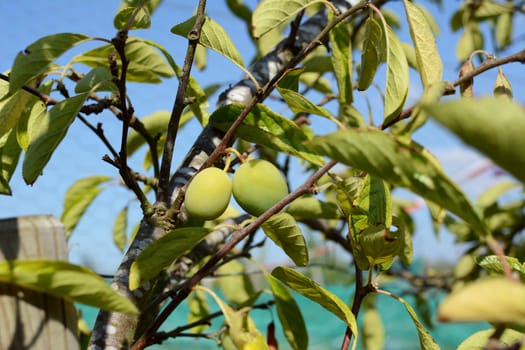 Two green plums grow on fruit tree against blue summer sky