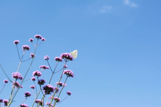 Cabbage white butterfly on top of tall verbena flower stems against a bright blue sky