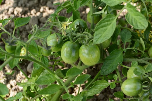 Tomato vine bearing maturing green tomatoes among fruit, flowers and foliage